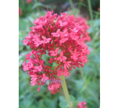 Кентрантус червоний (Сentranthus), Centranthus ruber  Coccineus, Валериана  Coccineus 